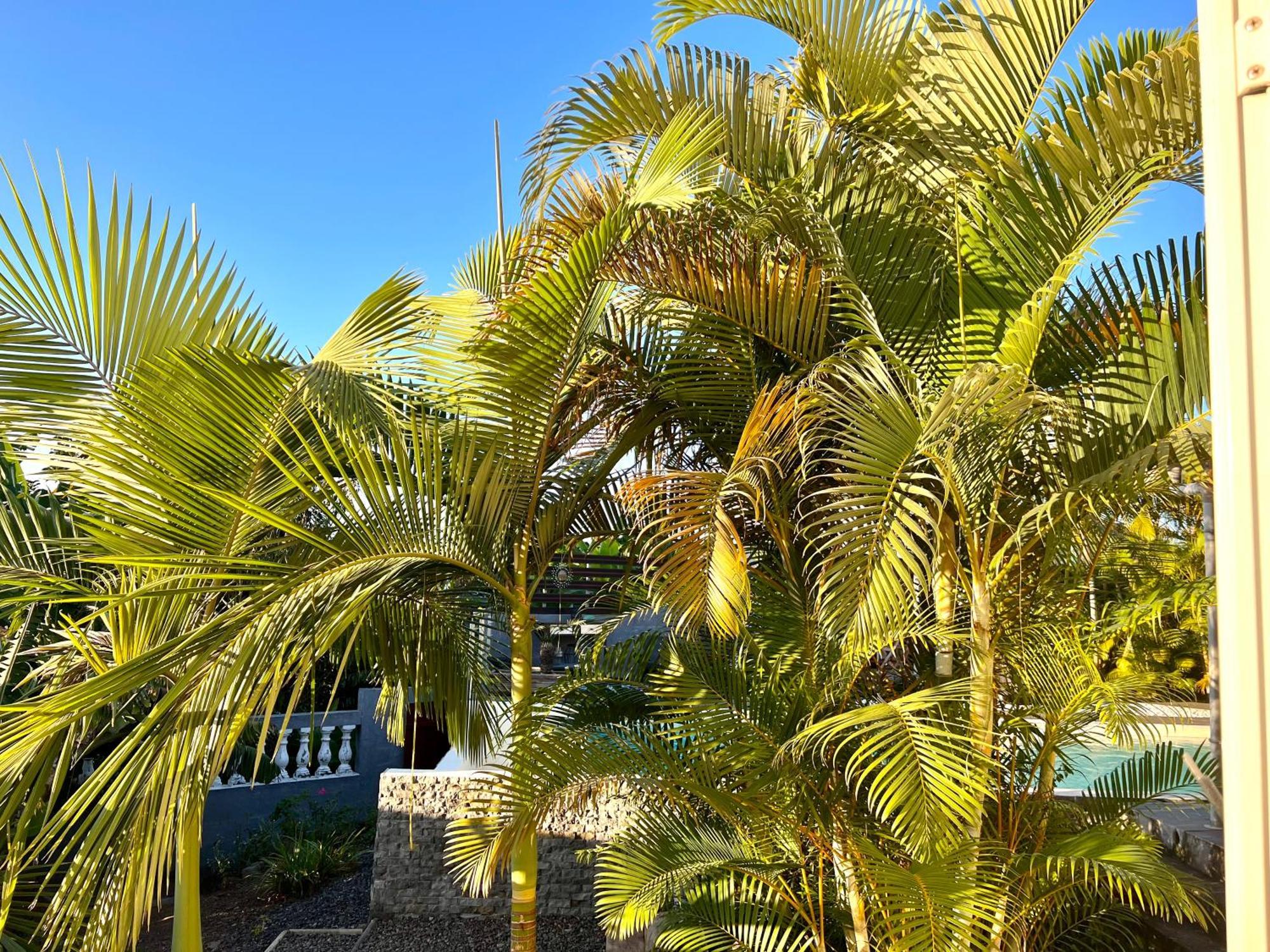 Villa Ti Moon, Entre Deux, Piscine Exterior photo